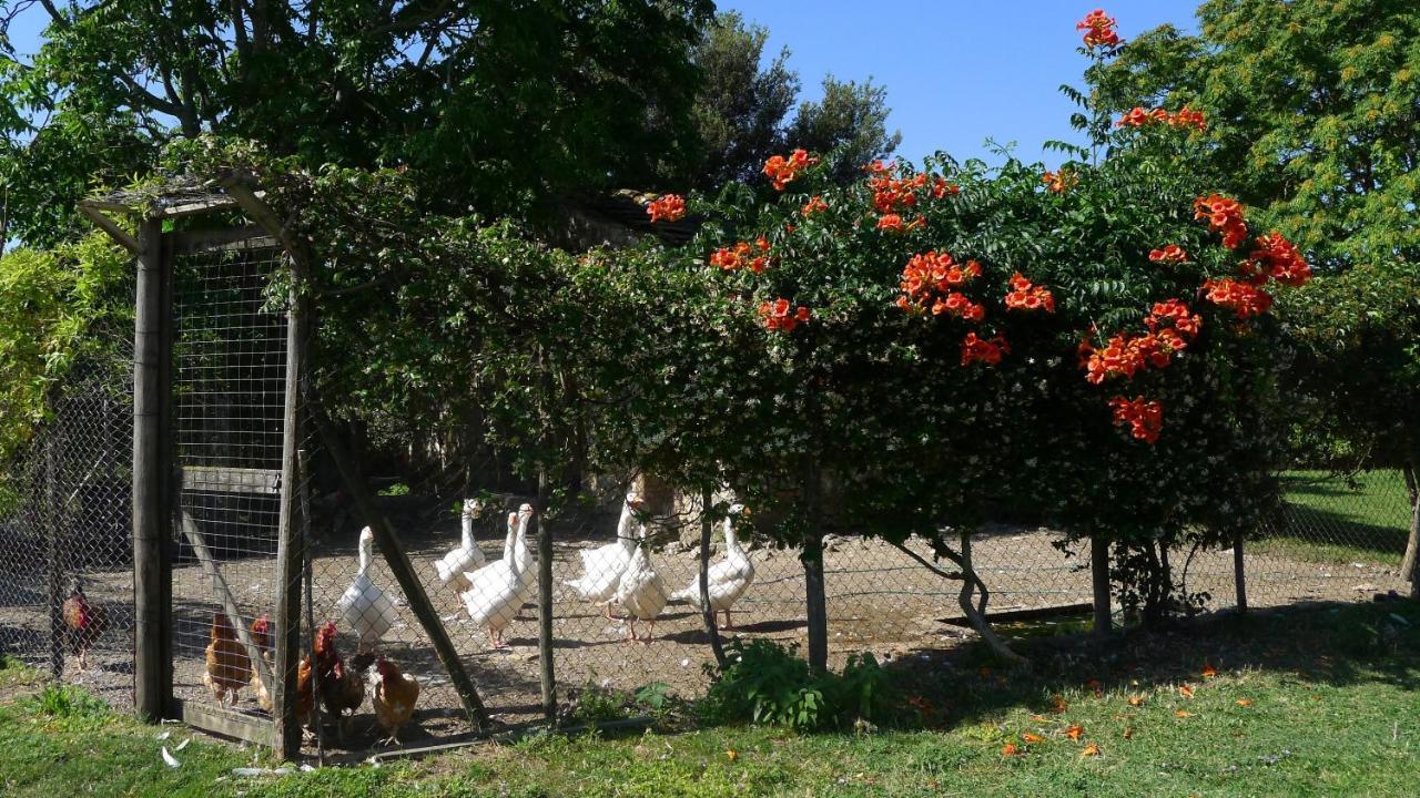 Agriturismo Podere Luchiano Amelia Bagian luar foto